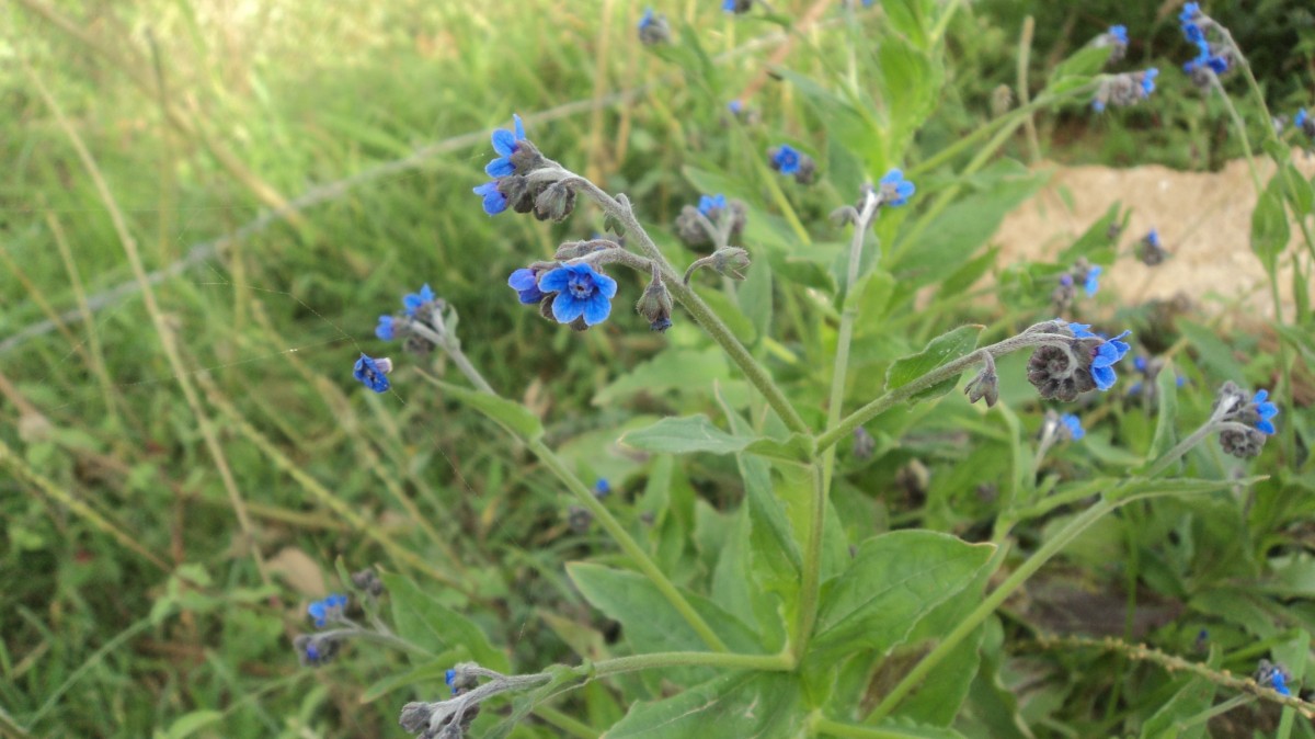 Cynoglossum zeylanicum (Sw. ex Lehm.) Thunb. ex Brand